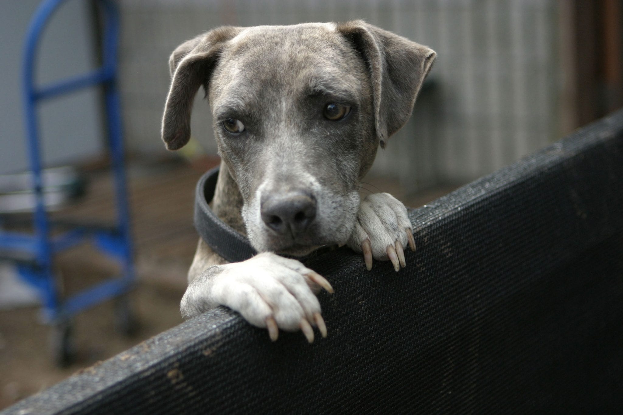 Best Fences For Big Dogs