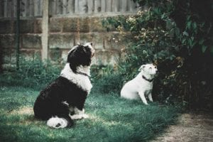 Best Privacy Fences For Dogs