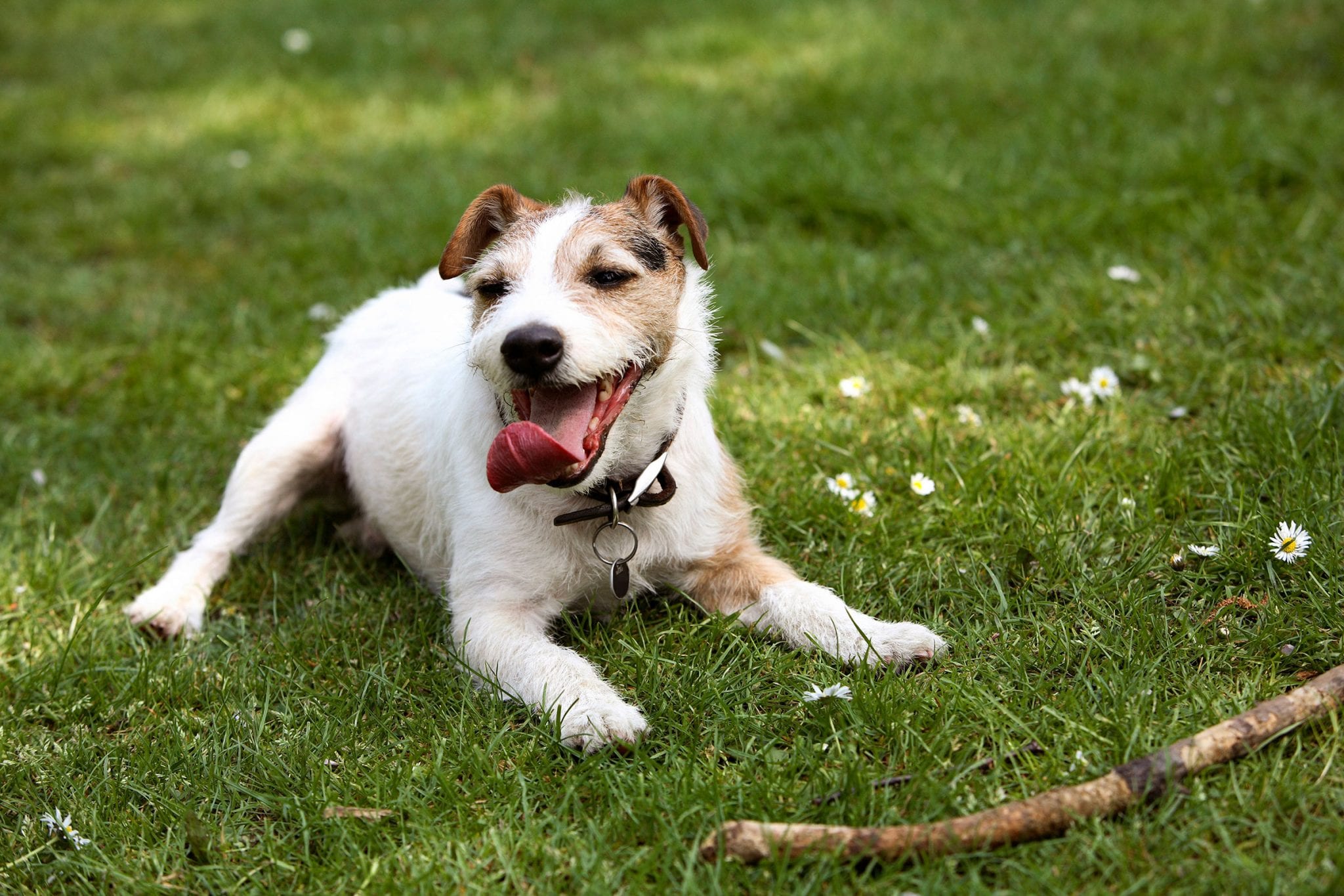 Dog Friendly Privacy Fences