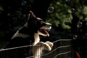 Fences For Big Dogs