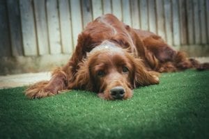 Privacy Fence For Dogs