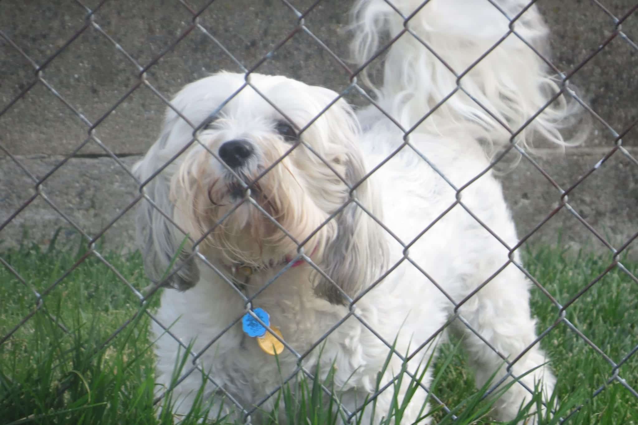 Prevent Barking After Installing A New Fence