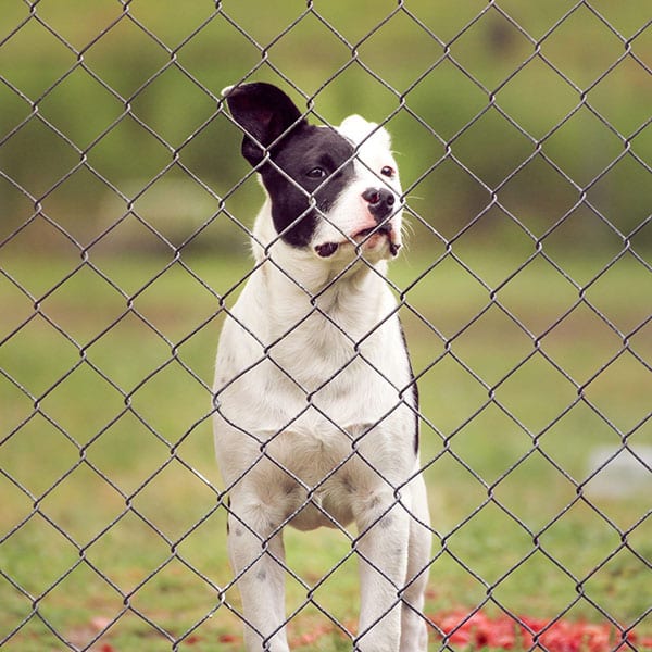 What Makes For A Good Dog Fence