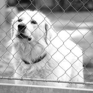 Dog Barking At A Fence