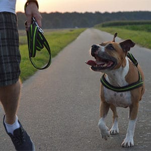 Dog Playing Outside