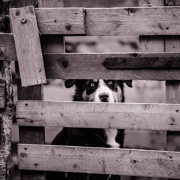 Dog Doesn't Like Fence