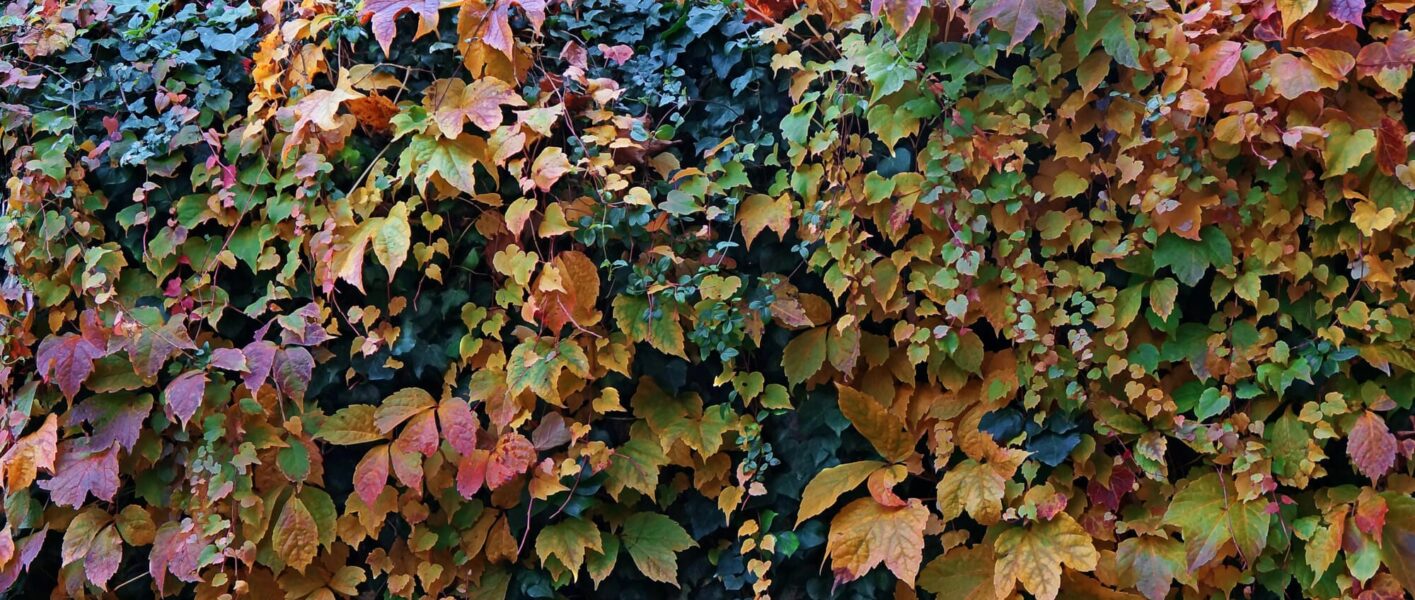 Climbing Vines For Garden