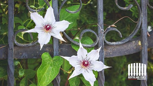 Fence Plants