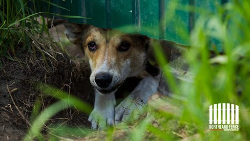 Dog Digging