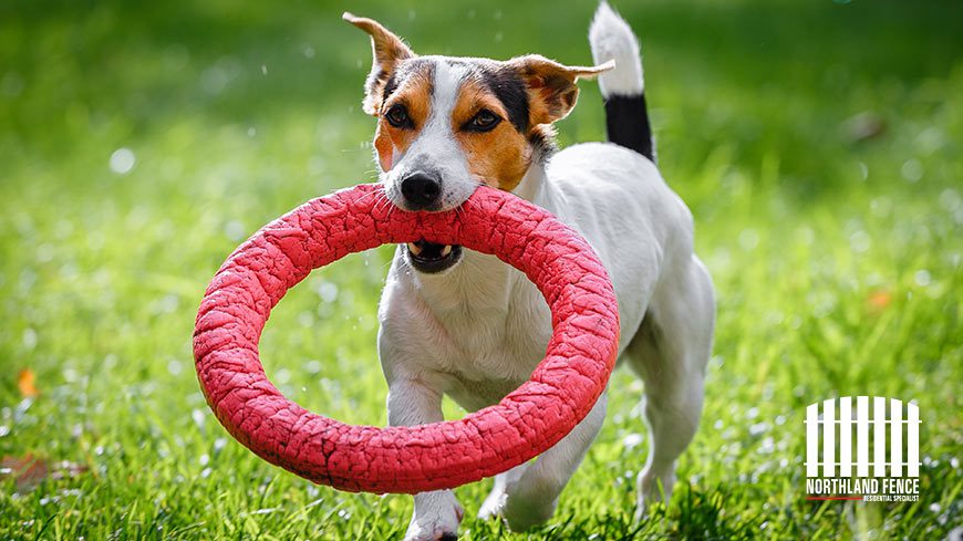 Dog Run Fence